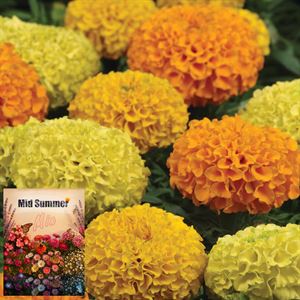 Bild von Ms P12 Tagetus Mix